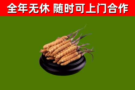 潍坊烟酒回收冬虫夏草.jpg