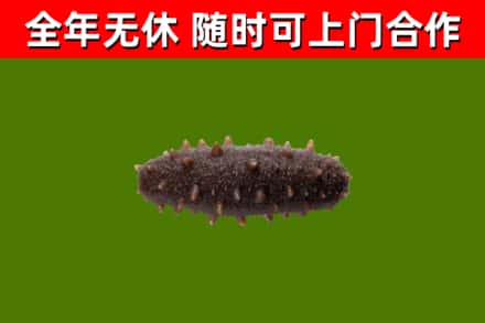 潍坊烟酒回收干海参.jpg